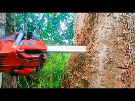 Amazing Fastest Skill Cutting Big Tree Chainsaw Machines Biggest