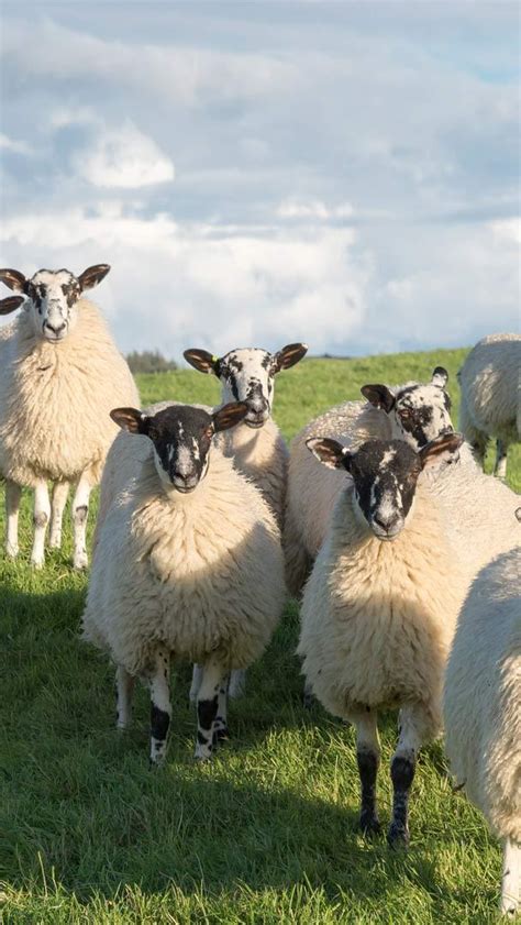 Bing Hd Wallpaper Jul Swaledale Sheep In North Yorkshire