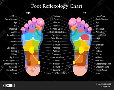 Foot Reflexology Vector And Photo Free Trial Bigstock