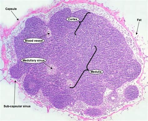 Lymph Nodes Histology Diagram