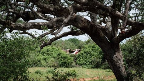 Kenya Starvation Cult Dozens Of Bodies Recovered On Cult Leaders Land