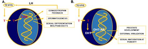 Figure 2 [specific Actions Of Testosterone T ] Endotext Ncbi