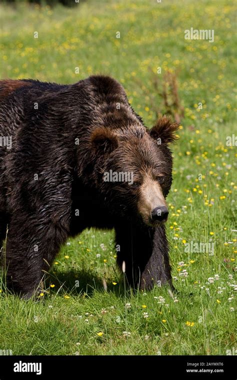 BROWN BEAR ursus arctos Stock Photo - Alamy