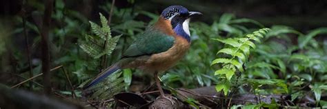 Birding Tour Madagascar: Best of Madagascar Birds and Wildlife