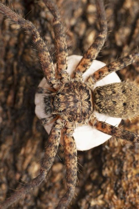 Huntsman Spider Carrying Egg Sack Heteropoda Venatoria Satara