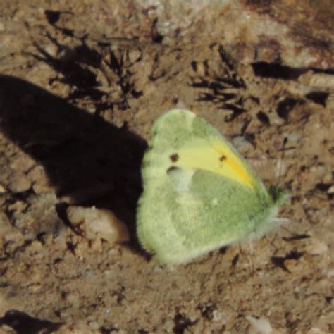 Dainty Sulphur Project Noah