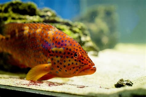 premium photo underwater image  fish   sea