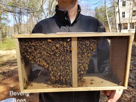 3 Lb Package Bees For Sale Spring 2021 Beverly Bees