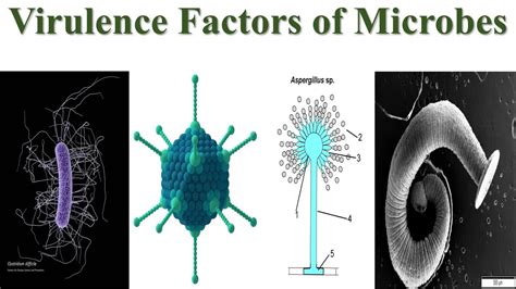 Virulence Factors Of Microbes Explained Virulence Factors Of Bacteria