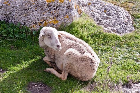 1203 Sheep Resting Green Pasture Stock Photos Free And Royalty Free