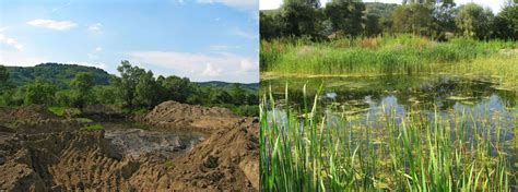 Ecological restoration - Reclamation, Rehabilitation, Restoration | Britannica