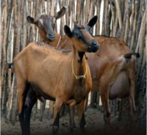 Osmanabadi Goat Livestock Farming