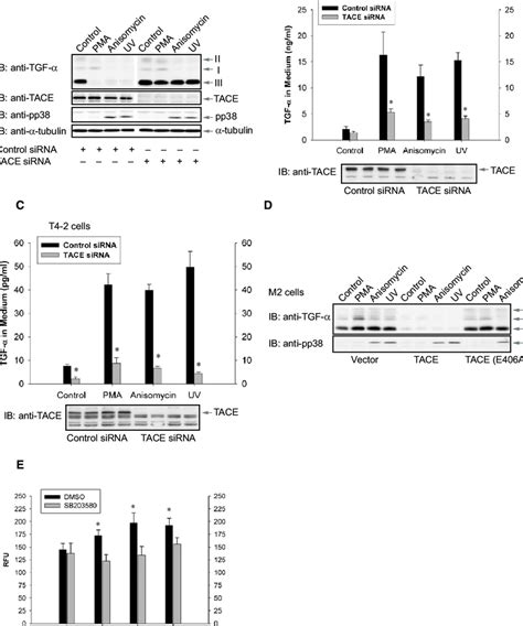 Tace Effects Tgf A Release In Response To P38 Map Kinase Activation Download Scientific Diagram