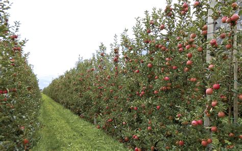 Techniques And Benefits Of A Fruit Wall Good Fruit Grower