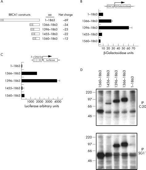 Classification of BRCA1 missense variants of unknown clinical ...