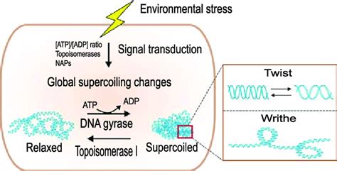 Dna Supercoiling Acts As A Sensor Of Environmental Stress In The