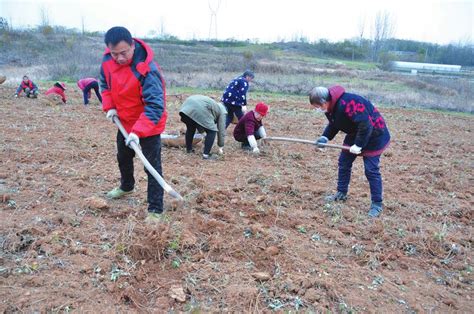 专家指导冬季艾草种植-随州市人民政府门户网站