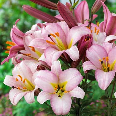 Van Zyverden Lilies Premium Ot Hybrid Pink Planet Set Of Mammoth