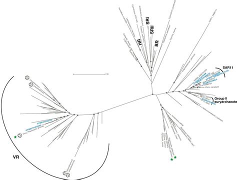 A Phylogenetic Tree Of Rhodopsin Inferred Amino Acid Sequences From The