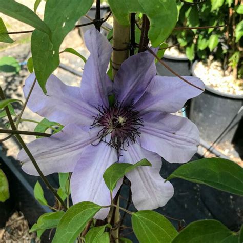 Clematis Blue Ravine Alfred Forster Ag