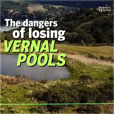 Scientific American On Twitter Vernal Pools Are Safe Havens For All