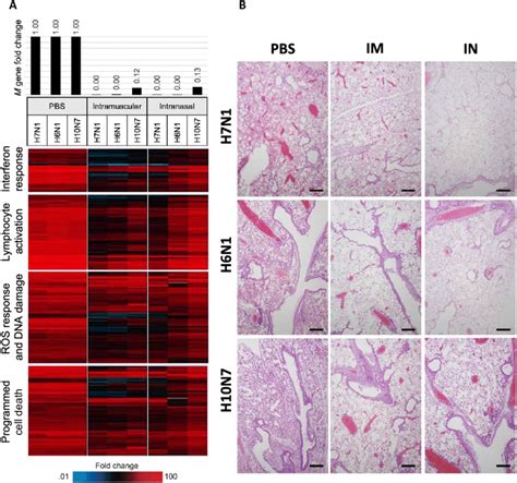 Immunized Mice Have Reduced Iav Rna Inflammatory Responses And