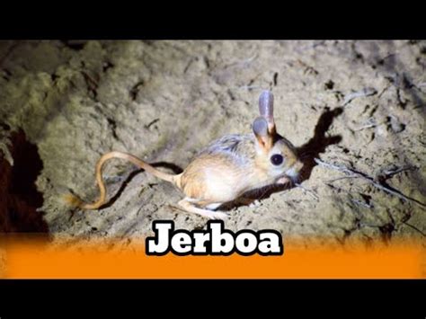 Jerboa Hewan Kecil Mirip Kanguru Tikus Dan Kelinci Youtube