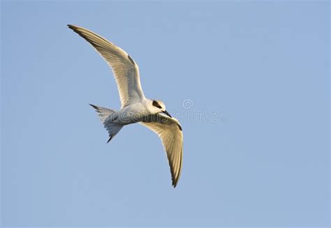 Forsters Stern Forsters Tern Sterna Forsteri Stock Photo Image Of