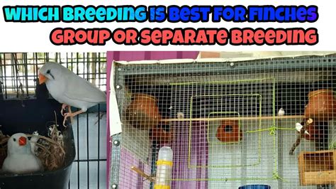 Finches Separate Breeding And Colony Group Breeding Advantages And