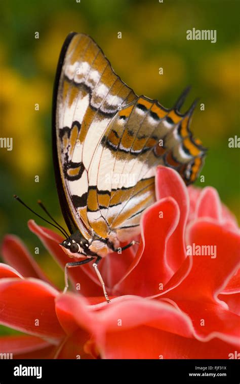 Tailed Emperor Butterfly Polyura Sempronius On Red Torch Ginger