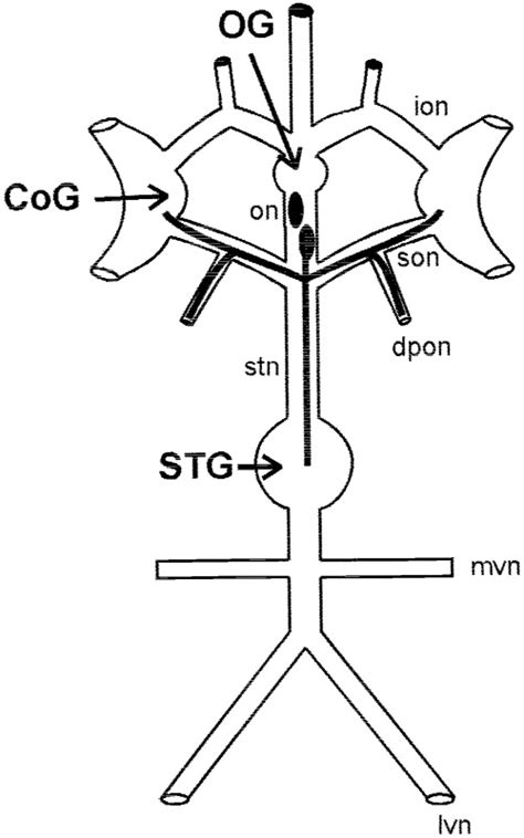 Schematic Of The Isolated Stomatogastric Nervous System Stns Of The