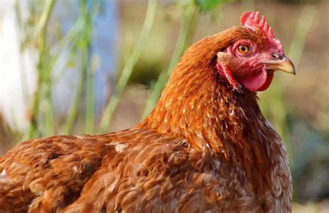 ¿cuándo Comienzan A Poner Huevos Las Gallinas Golden Sexlink Pol Y Edro