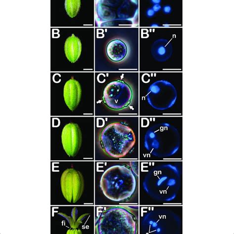 Microsporogenesis And Microgametogenesis Developed In C Sativa The