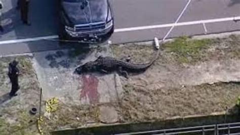 A 13 Foot Alligator With Human Remains In Its Mouth Shot Dead In