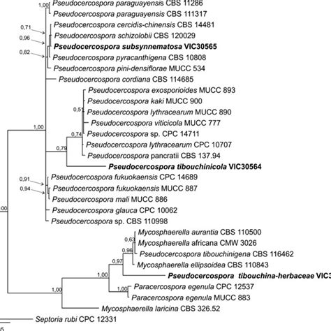 Multilocus Phylogenetic Tree Inferred From Bayesian Analysis Based On