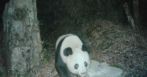 Cameras Capture Wild Giant Pandas In Sichuan Province