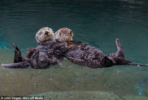 Otterly Adorable Dozy Otters Hold Hands While Taking A Nap So They Don