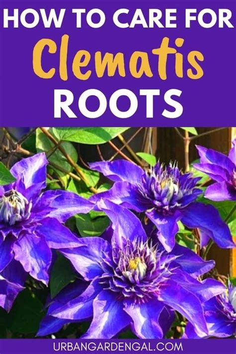 Transplanting And Caring For Clematis Roots Urban Garden Gal