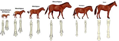 Quantos Dedos Tem Um Cavalo - Por que os cavalos modernos têm apenas um dedo do pé?