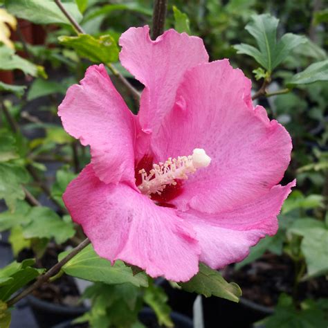 Aphrodite Rose Of Sharon Althea Shrubs For Sale