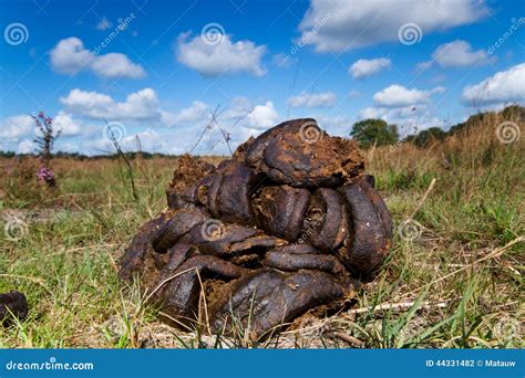 Cow dung stock photo. Image of nutrition, dirty, huge - 44331482