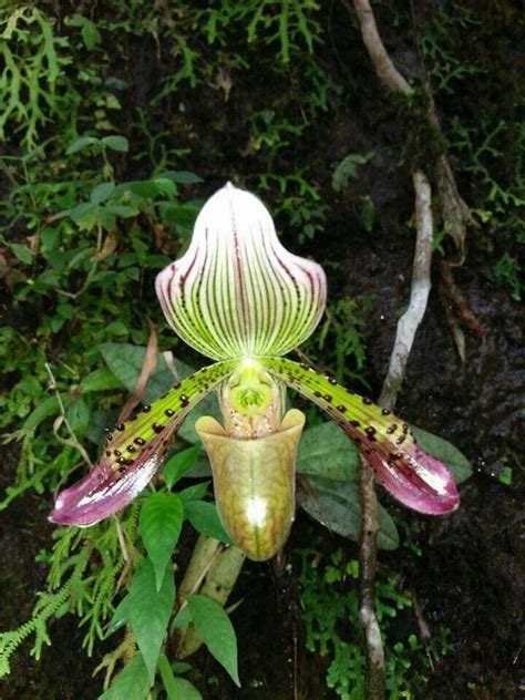 Paphiopedilum Agusii Orchideenverein Bern