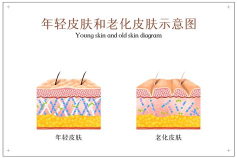 新一代皮肤抗衰神器：干细胞外泌体 乐土生命科技