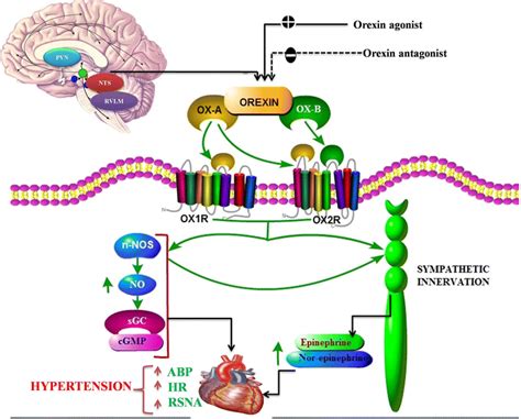 Orexinergic Neurons Orexin A And Orexin B From Hypothalamus Send Wide