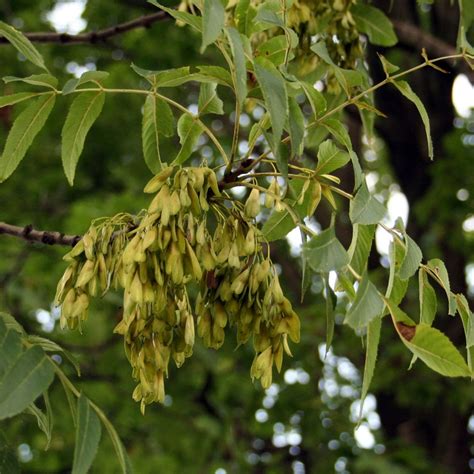 Jesion wyniosły Fraxinus excelsior opis wygląd wymagania uprawa