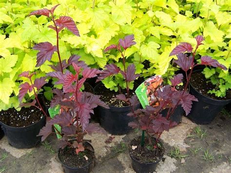 P Cherznica Kalinolistna Midnight Jonight Physocarpus Opulifolius C