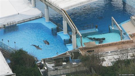 The Story Of Seaworld S Shamu Killer Whales Bbc News