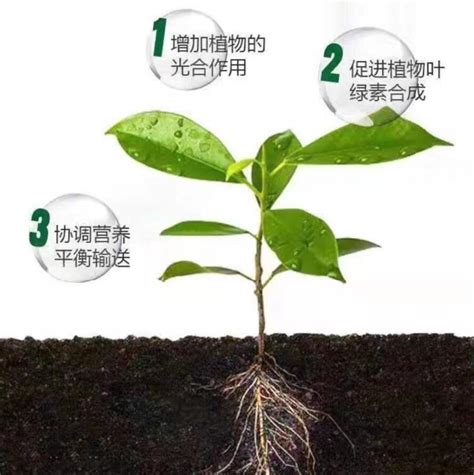 “芸苔素内脂”与“多效唑”，到底能不能一起用？看完你就明白了