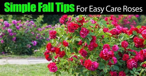 a bush full of red flowers with the words simple fall tips for easy care roses