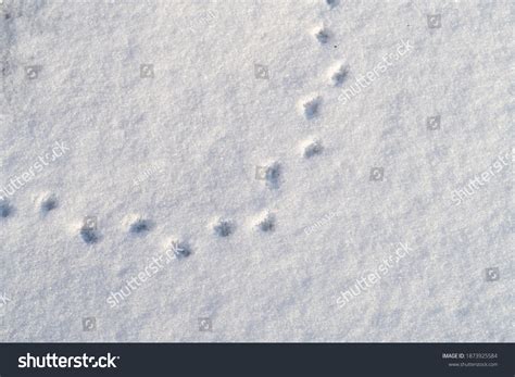 3,407 Mouse Foot Images, Stock Photos & Vectors | Shutterstock